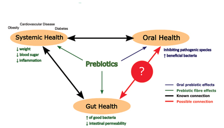 The Link Between Inulin Intake and Oral Health